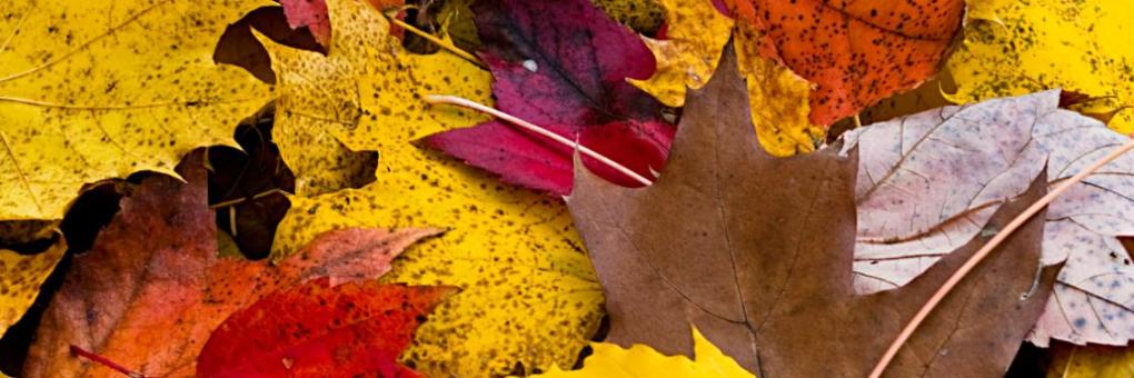 Red Carpet Inn and Suites South Plainfield Piscataway