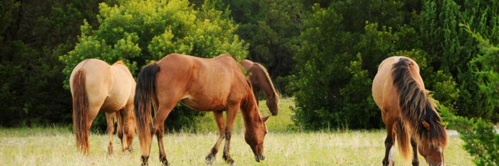 Baymont Inn and Suites  Chocowinity Washington Area