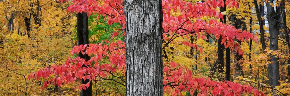 Knights Inn Heath Newark