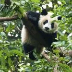 Best time to visit Chengdu