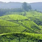 Best time to visit Munnar