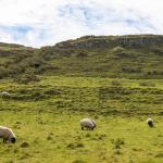 {{ hotelInfo.altText }}