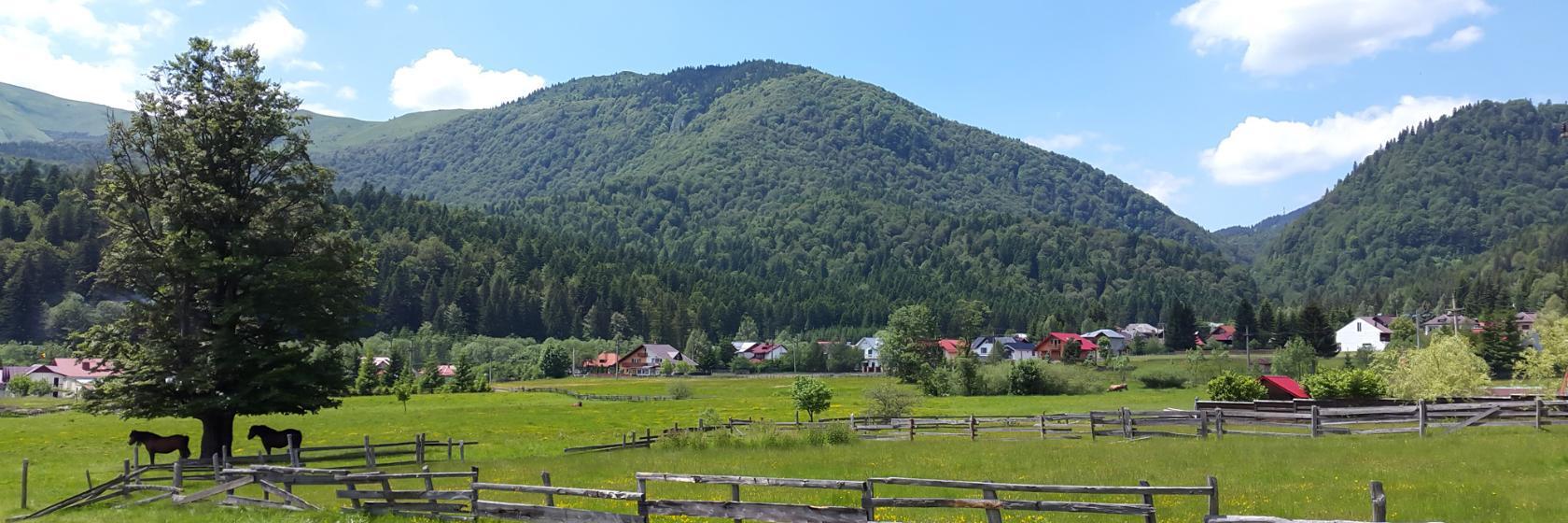 Copacii Care Au Rămas In Picioare După Vijelia Din Prahova Sunt In Pericol Din Cauza Insectelor Stirileprotv Ro