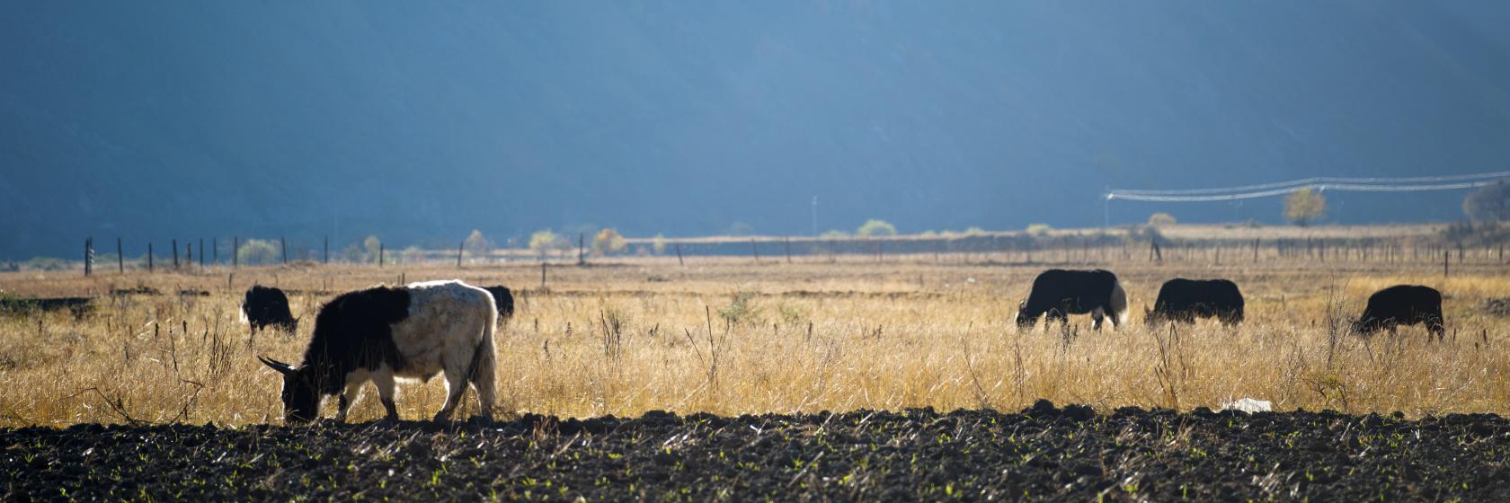 Los mejores hoteles de Panzhihua, China (desde € 14)