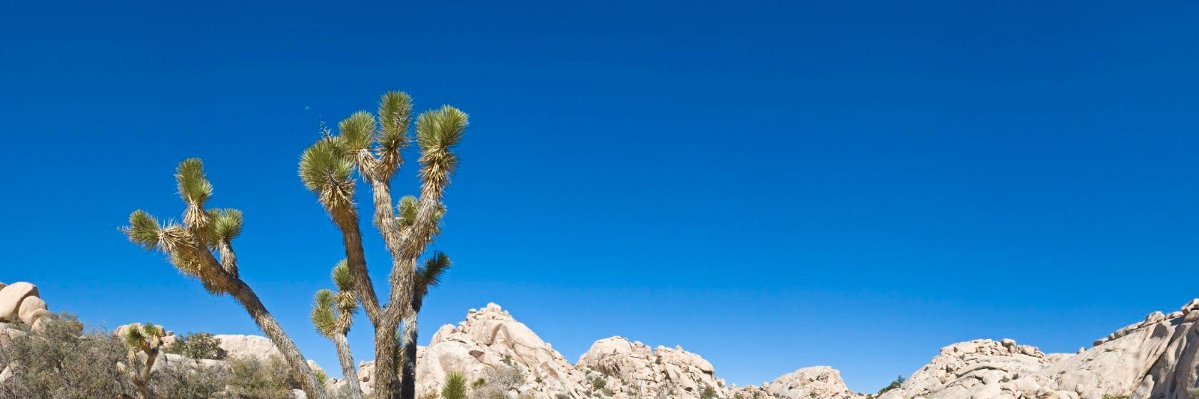 Sunnyvale Garden Suites  Joshua Tree National Park