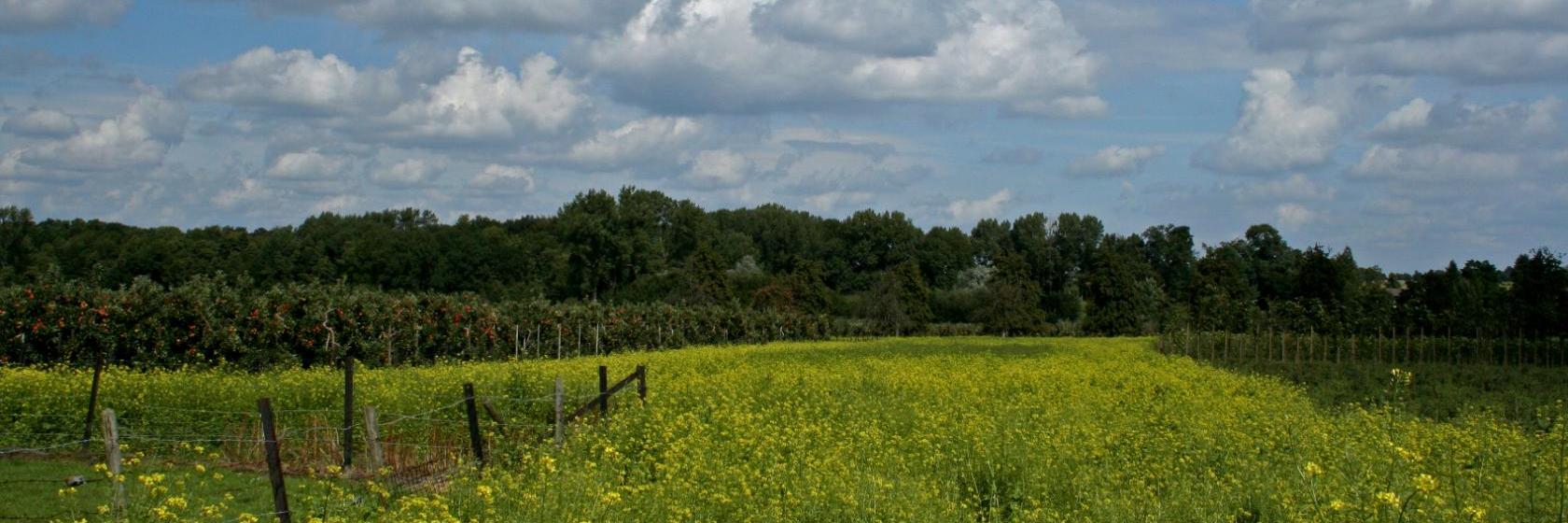 Die besten verfügbaren Hotels und Unterkünfte in der Nähe von Born