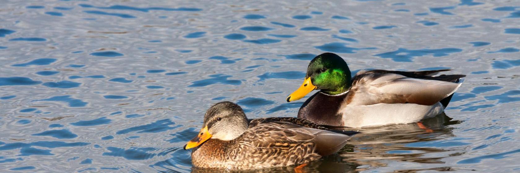 Heritage Inn Springdale