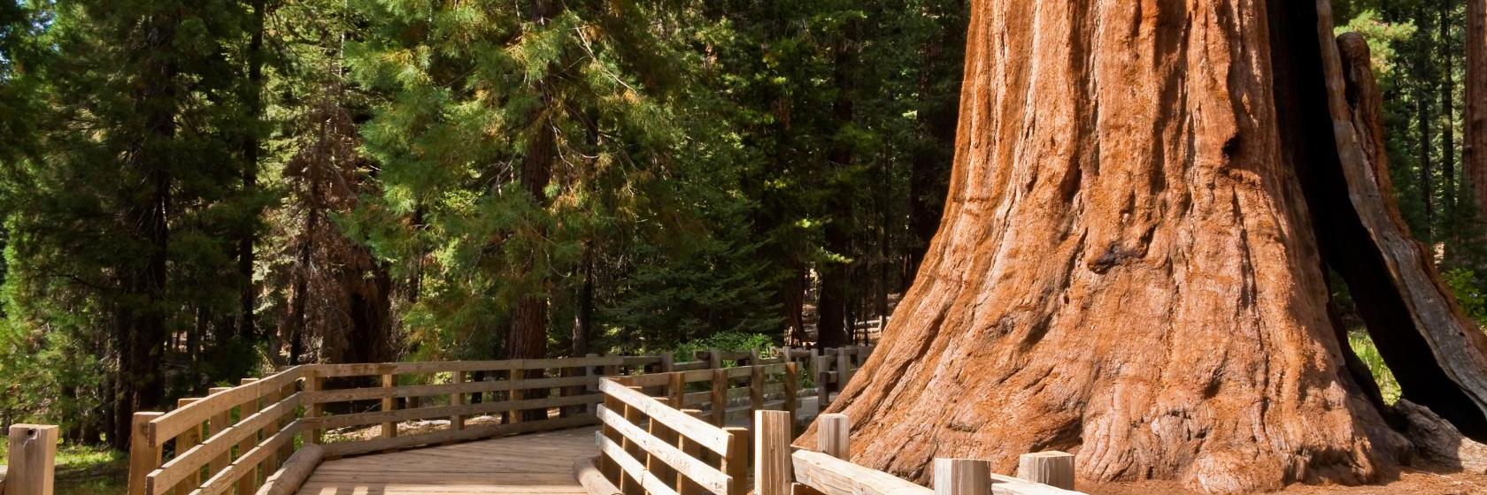 What are the best hotels in Sequoia National Park, United States?