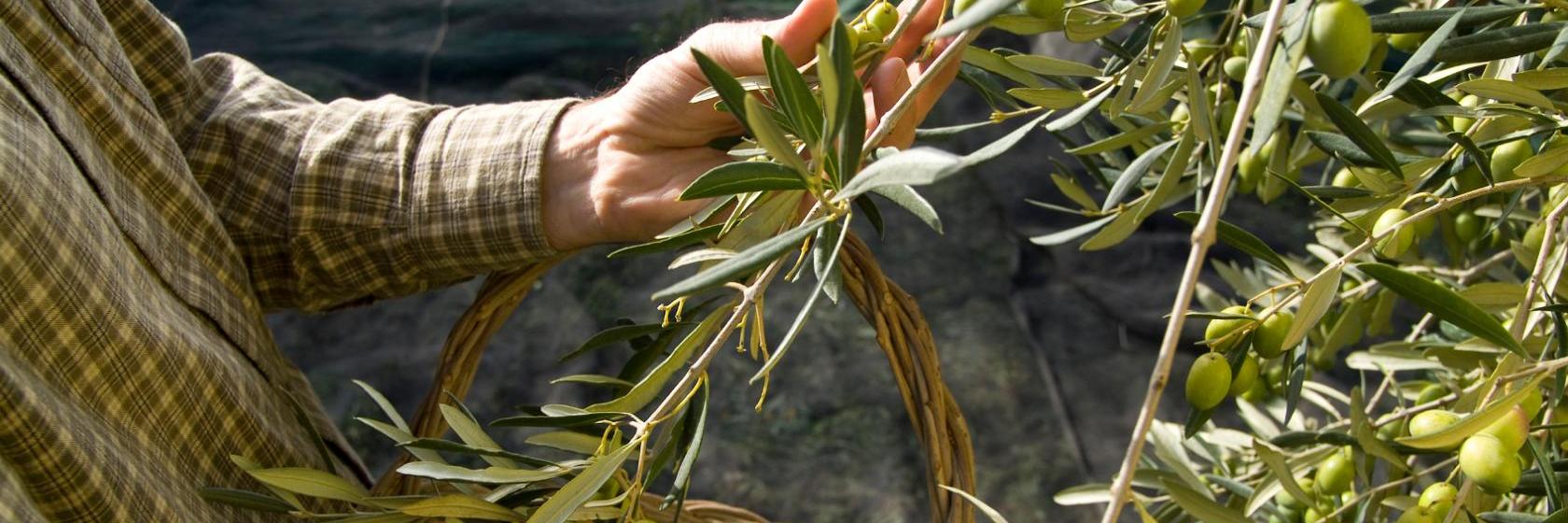 Another self. Другая жизнь оливковое. Другая жизнь оливковое. Zeytin ağaci netflix. Олива в древней греции.