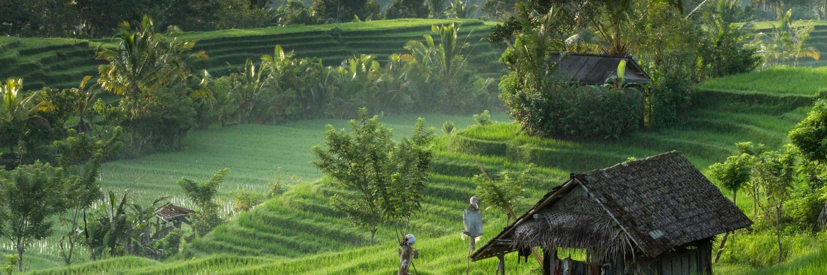 10 Hotel Terbaik Di Jatiluwih Dari Rp 276 602