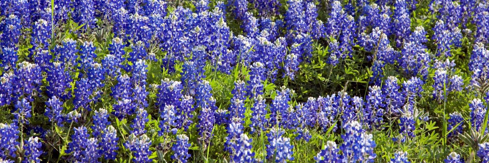 Red Oak アメリカ の人気ホテルをお得に予約