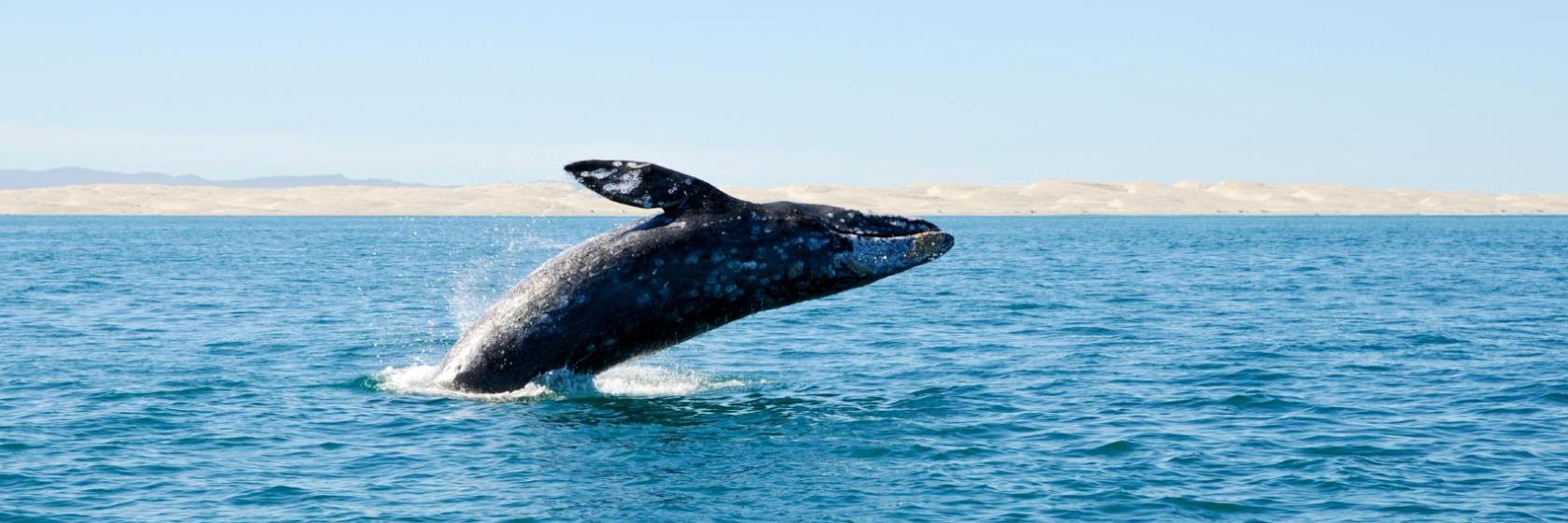 Pet Friendly Ensenada