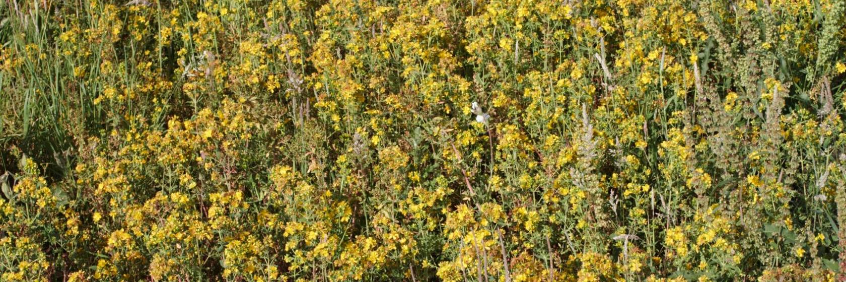 The 10 best hotels in Redhill, Surrey - Cheap Redhill hotels