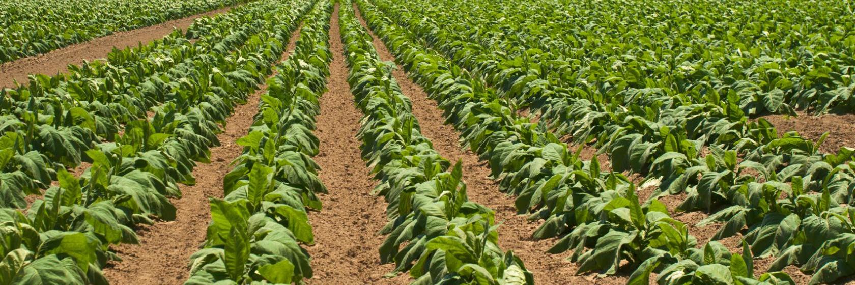 Executive Inn Orange