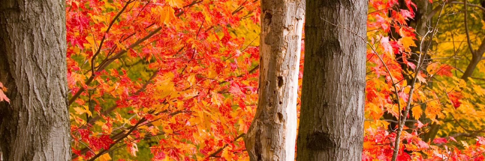 Roscoe Motor Inn Coshocton