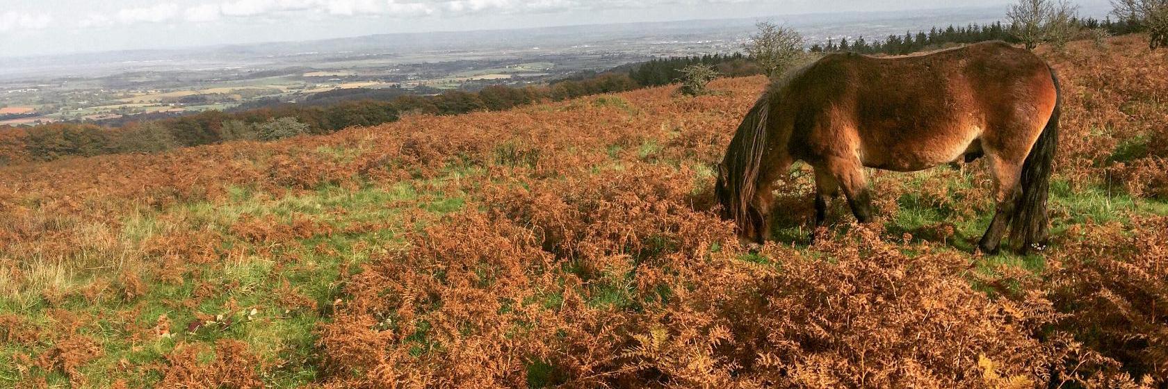 The best available hotels & places to stay near Lydeard