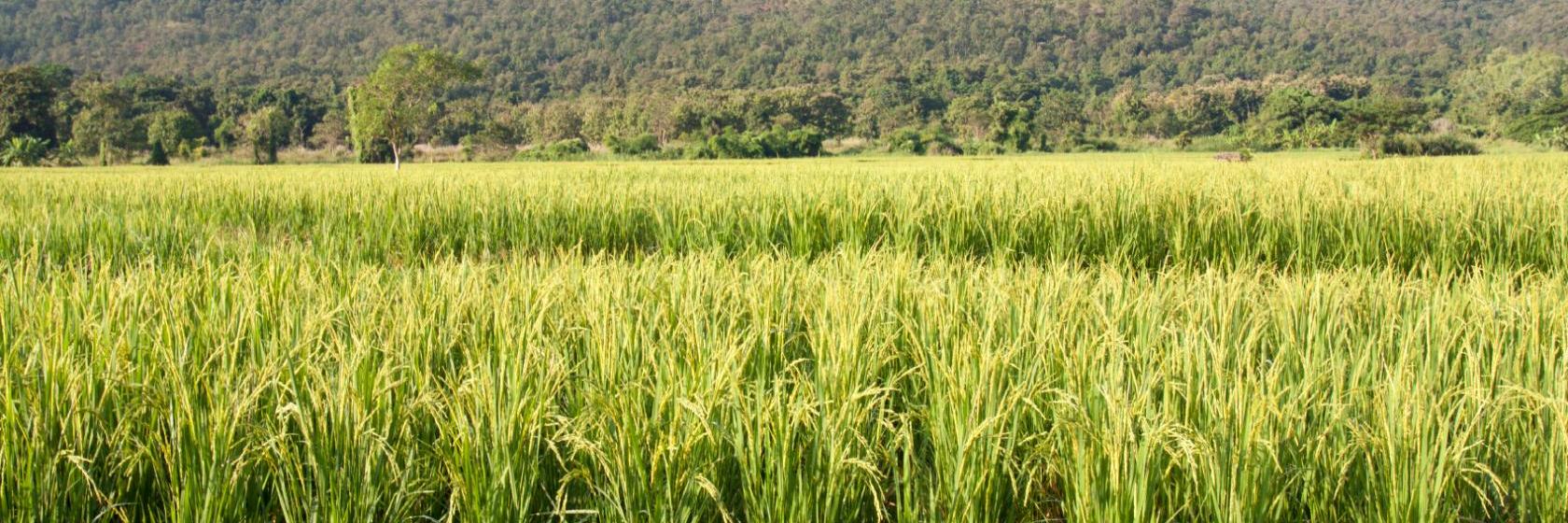 The 10 best hotels & places to stay in Hang Dong, Thailand Hang Dong