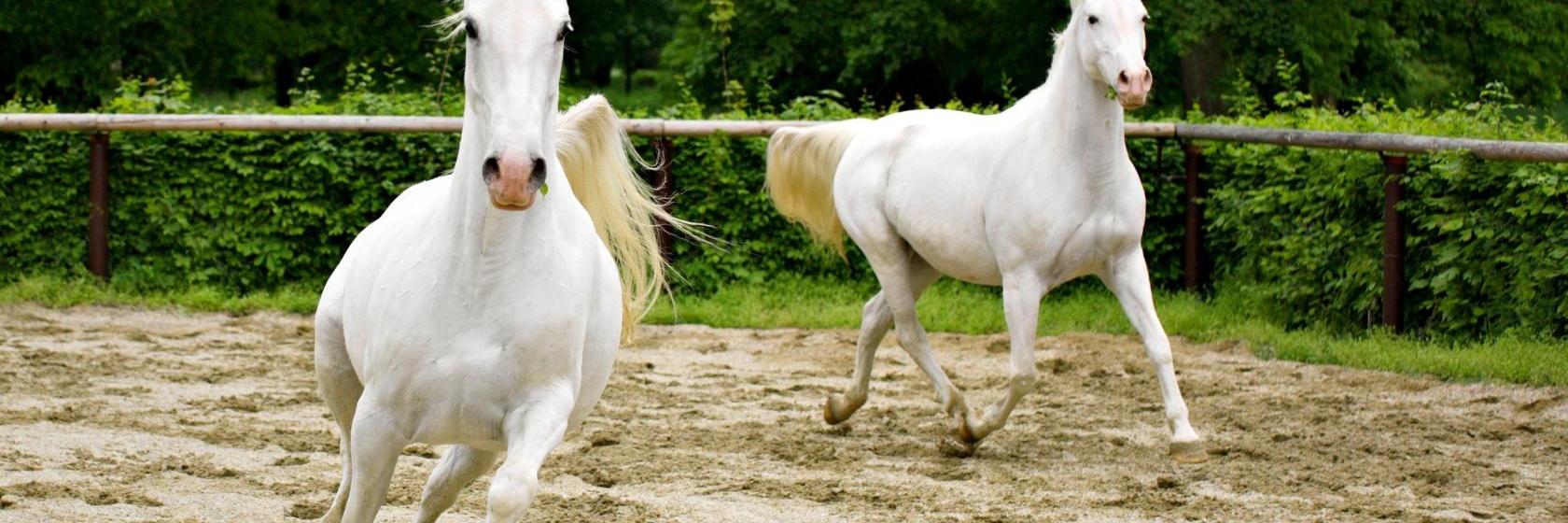 The Lotus Suites at Midlane Golf Resort