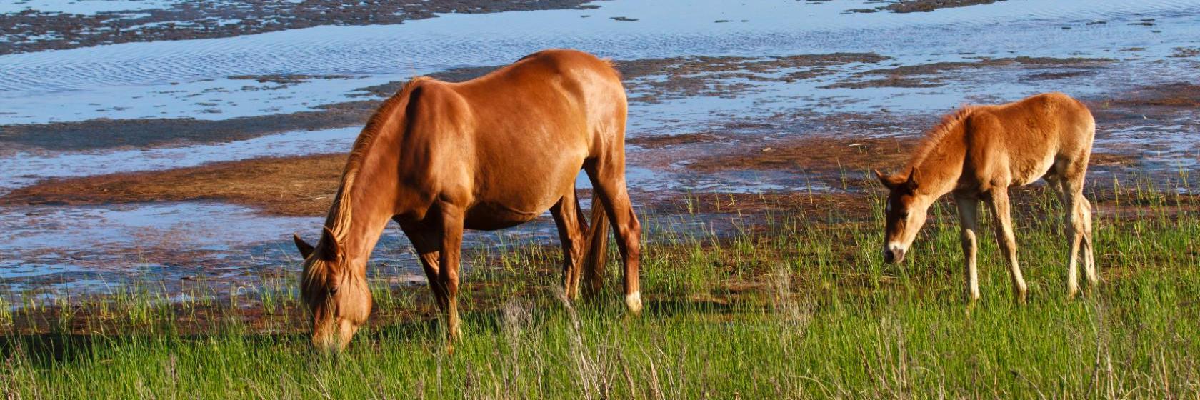 Travelers Budget Inn  Pocomoke