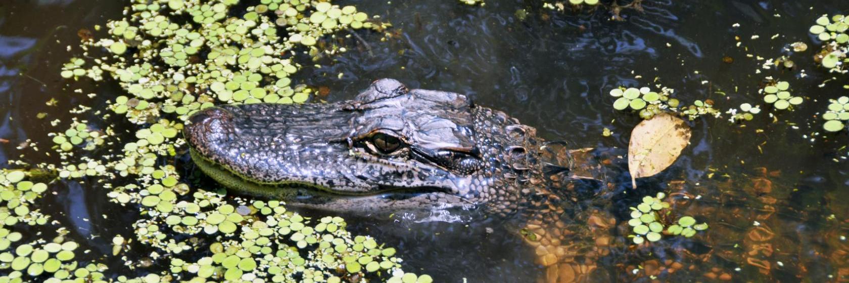 Quality Suites Sulphur