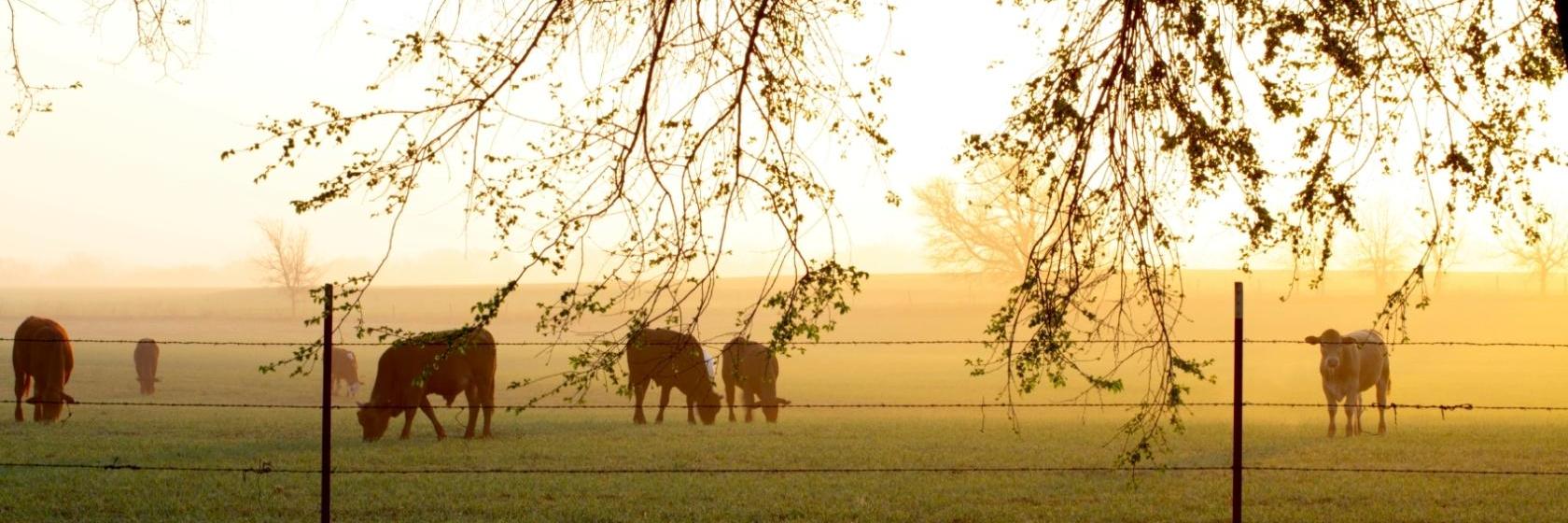 Baymont Inn and Suites Enid