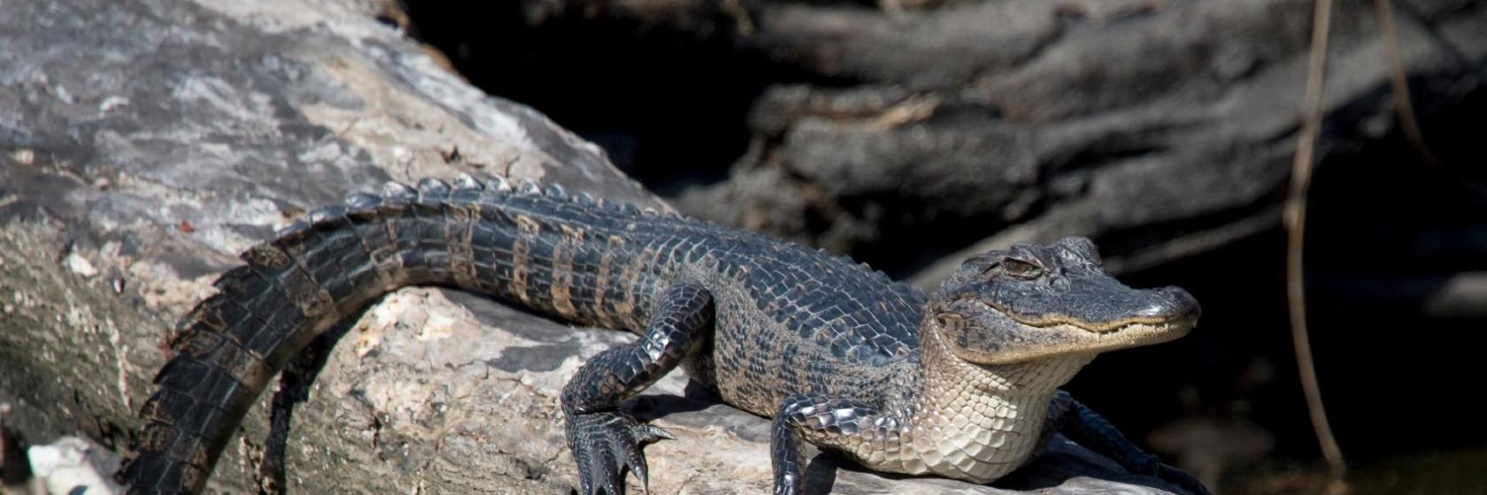 Days Inn Galliano LA