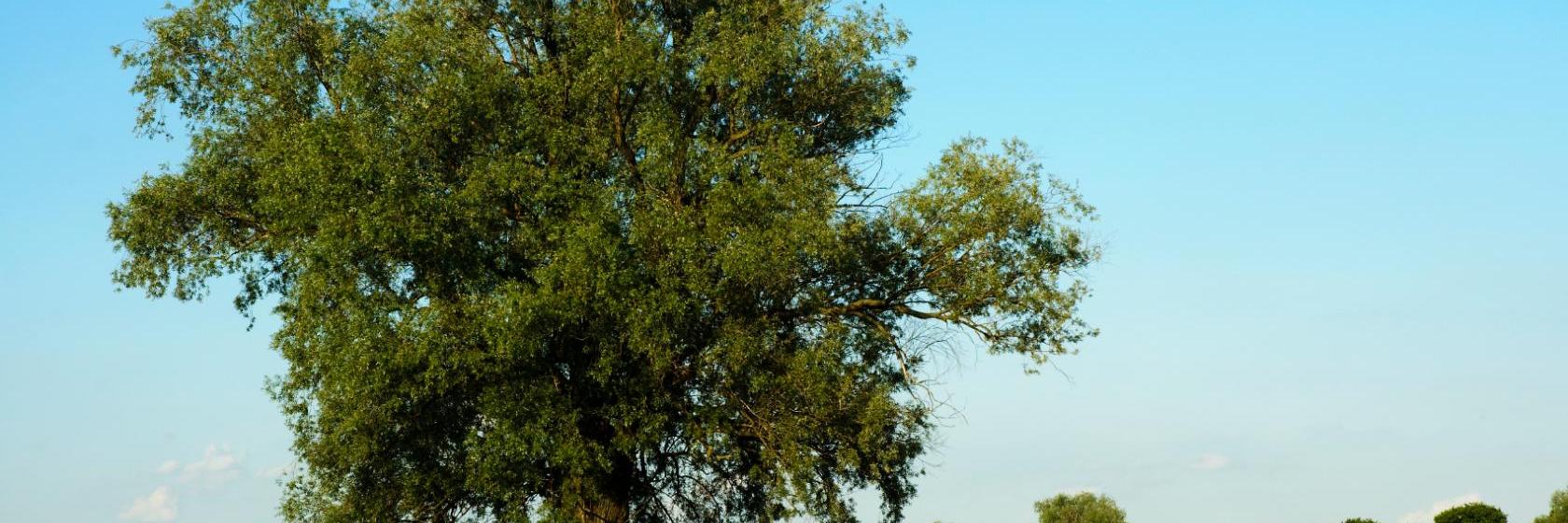 Die besten verfügbaren Hotels und Unterkünfte in der Nähe von Lipinki