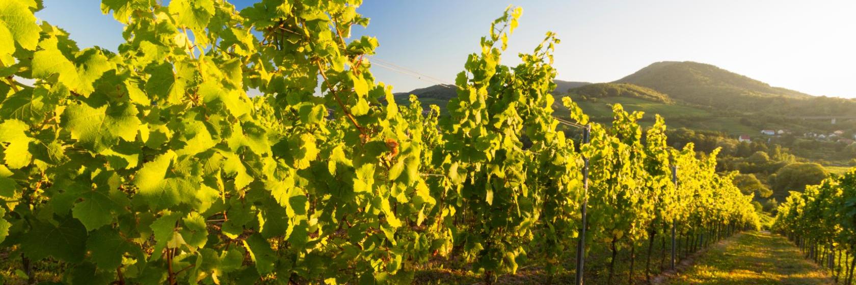 Die besten verfügbaren Hotels und Unterkünfte in der Nähe von Auerbach