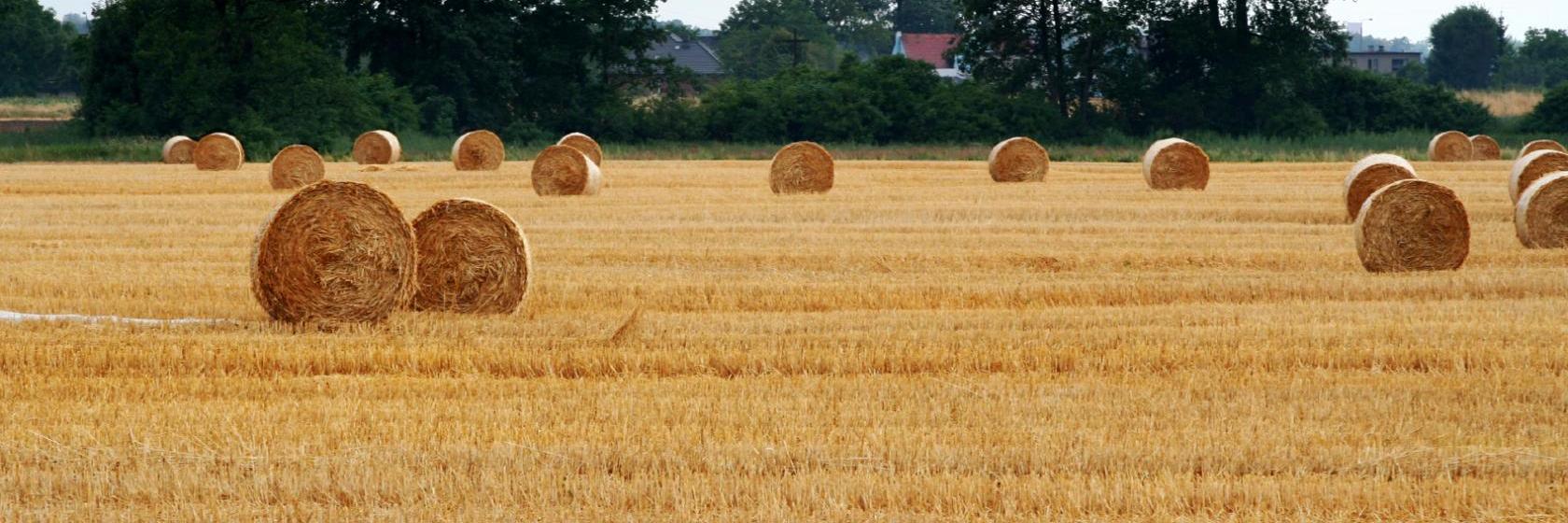 The best available hotels & places to stay near Tarnowo Podgórne, Poland