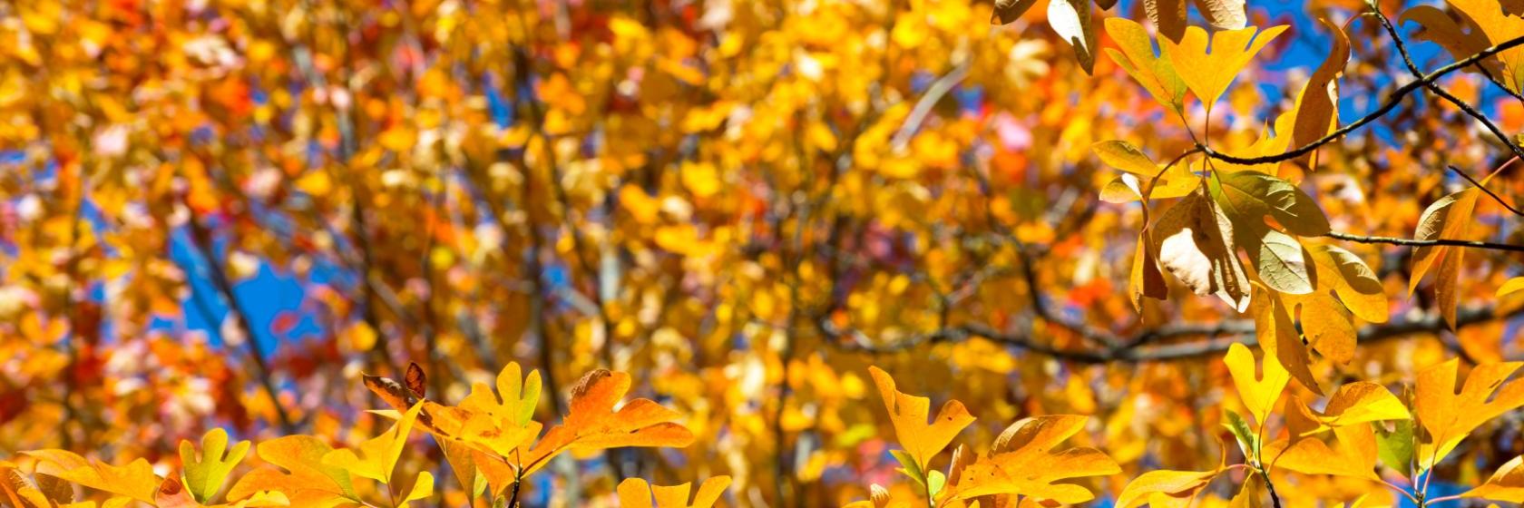 Days Inn  White House