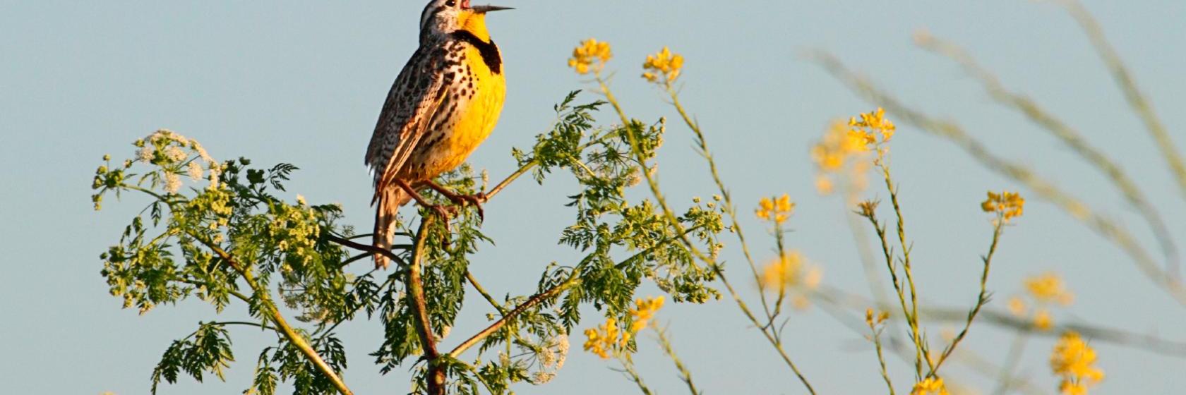 Holiday Inn Express Hotel and Suites Pell City