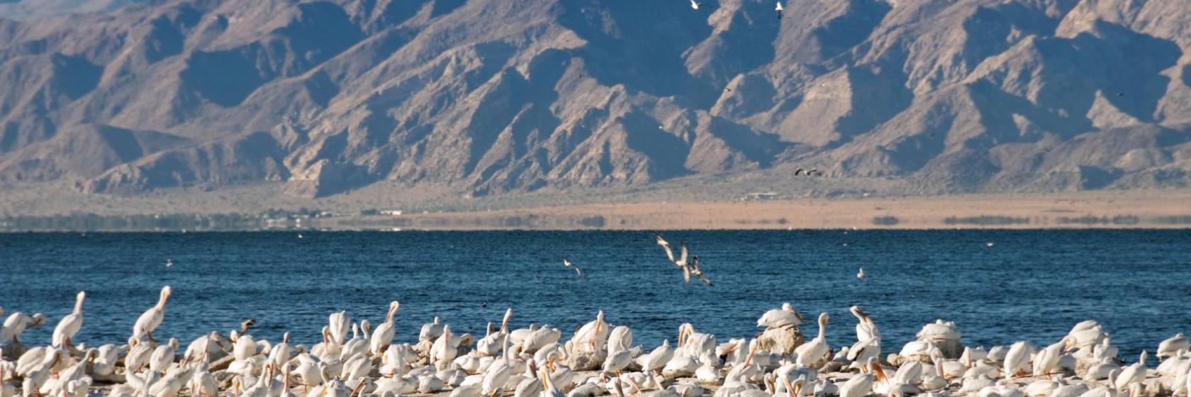 Hollies Hotel and Suites