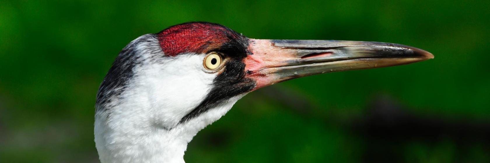 Lonestar Inn El Campo