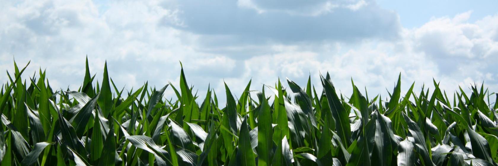 The Links At Firestone MeaningKosh