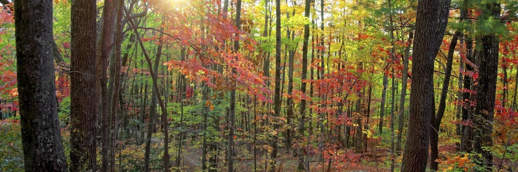 Quality Inn Saint George