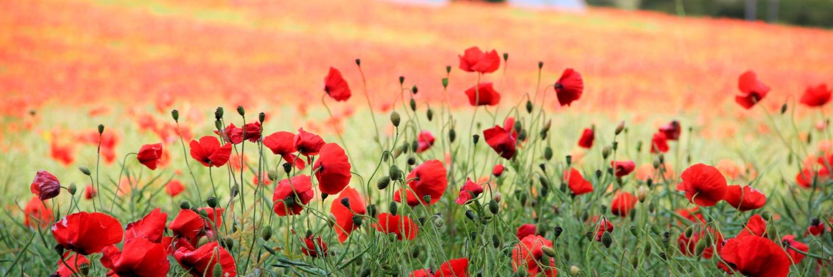 The 10 best hotels in Royston, Hertfordshire Cheap Royston hotels