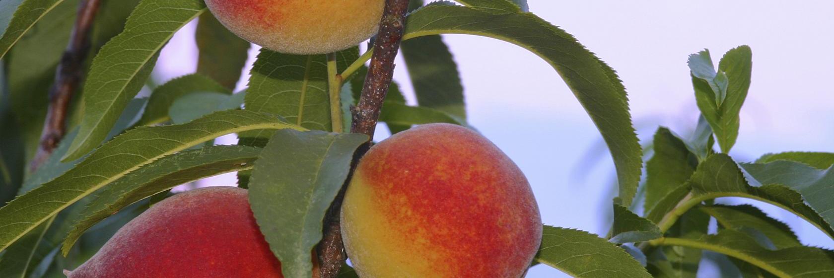 Econo Lodge At Six Flags