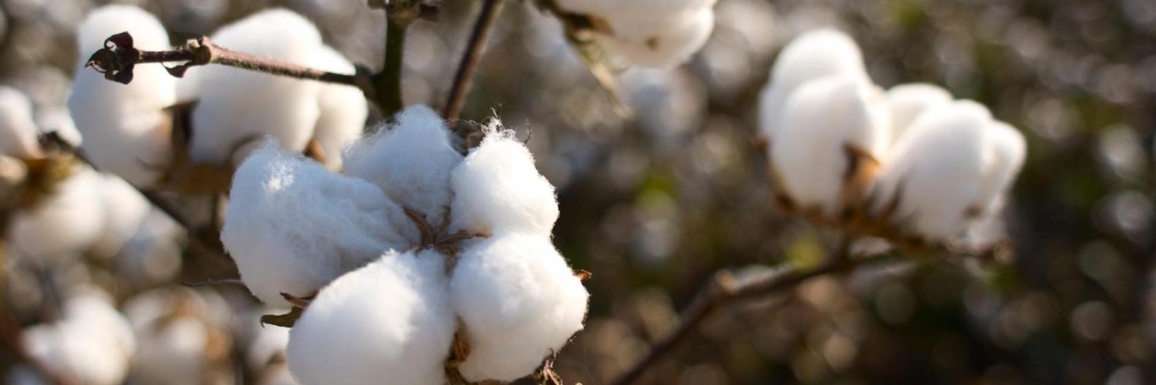 Executive Inn Pine Bluff