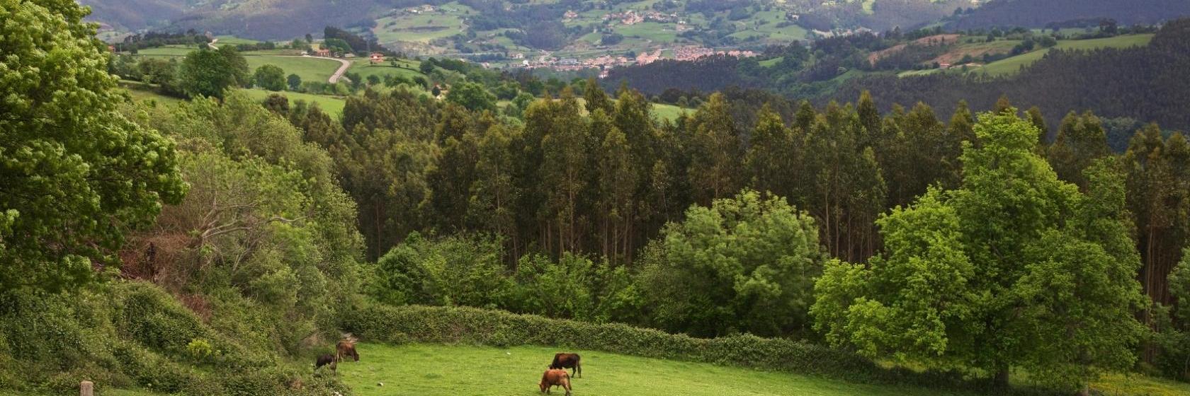 Hoteles baratos cerca de Selores, Cantabria Dónde dormir en Selores
