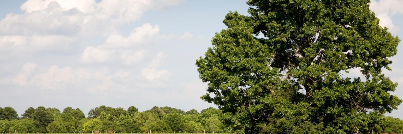 Luxury InnandSuites Copperas Cove