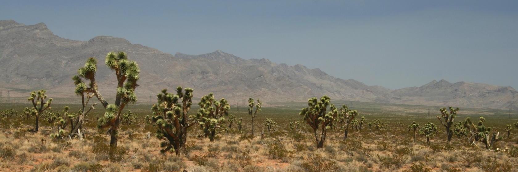 Desert Mirage Inn and Suites