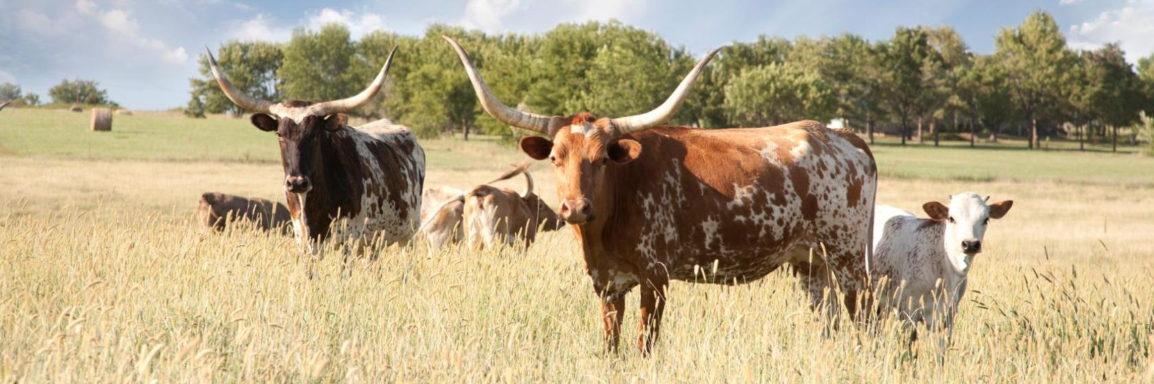 Super 8 Abilene North