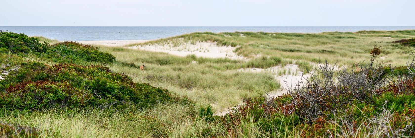 Fire Island Hotel Ocean Bay Park