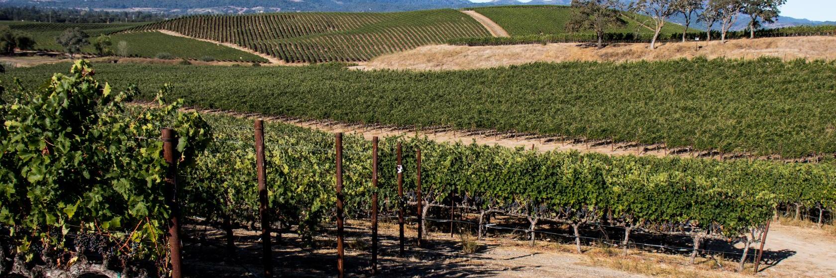 Shady Oaks Country Inn