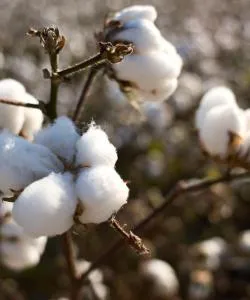 Krásný pohled na město Pine Bluff