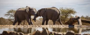 Hoteles en Reserva de Madikwe