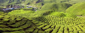 Cheap holidays in Cameron Highlands
