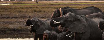 Chobe şehrindeki otoparklar