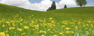 Hoteluri cu parcare în Kirchensittenbach