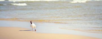 Alquileres vacacionales en la playa en Steinberg